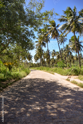 road with coconut trees on the banks, Tree Day, brazilian natural landscapes, tourism in brazil, brazilian landscape © liligluck