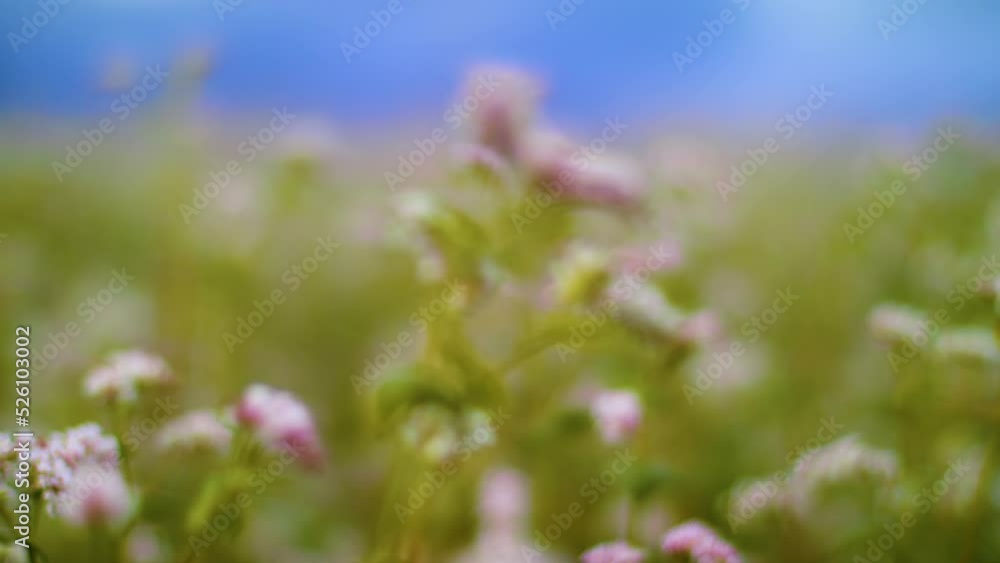 A large field with flowering agriculture. Buckwheat during the vegetative period. Organic food and eco world concept. A large field with flowering agriculture. Buckwheat during the vegetative period. Organic food and eco world concept.