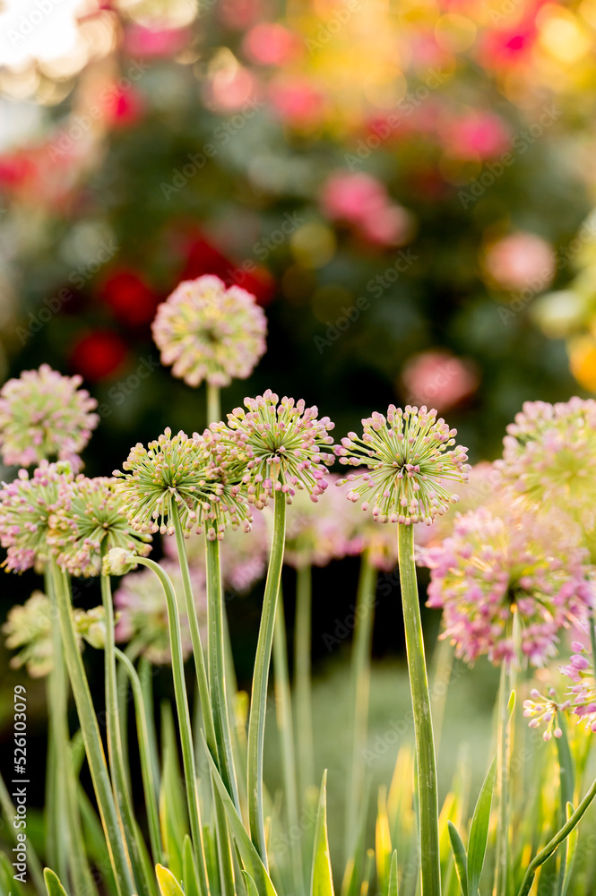 False onion allium flowers with colorful bokeh background False onion allium flowers with colorful bokeh background