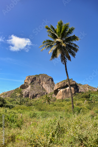 coconut trees in the mountainsn mountainous region, landscape with mountain and coconut trees, brazilian trails, mountain to climb in northeastern Brazil, natural landscapes photo