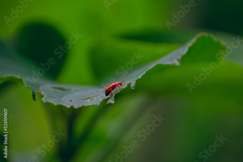 The scarlet lily beetle, red lily beetle, or lily leaf beetle, is a leaf beetle that eats the leaves, stem, buds, and flowers, of lilies, fritillaries and other members of the family Liliaceae. photo