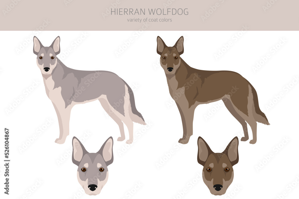 Hierran wolfdog clipart. Different poses, coat colors set.