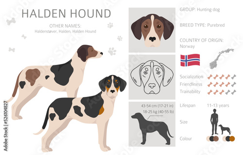 Halden hound clipart. Different poses, coat colors set. photo