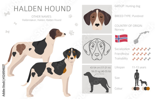 Halden hound clipart. Different poses, coat colors set.