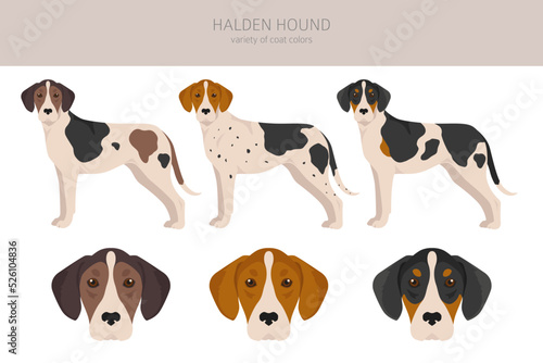 Halden hound clipart. Different poses, coat colors set.