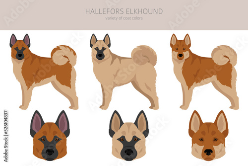 Hallefors elkhound clipart. Different poses, coat colors set.