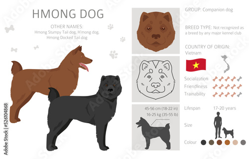 Hmong dog clipart. Different poses, coat colors set
