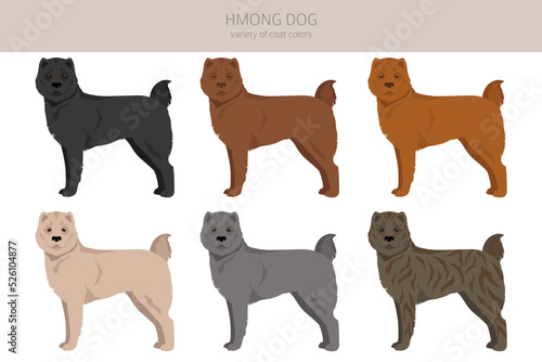 Hmong dog clipart. Different poses, coat colors set