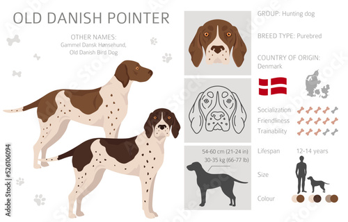 Old Danish pointer clipart. Different poses, coat colors set