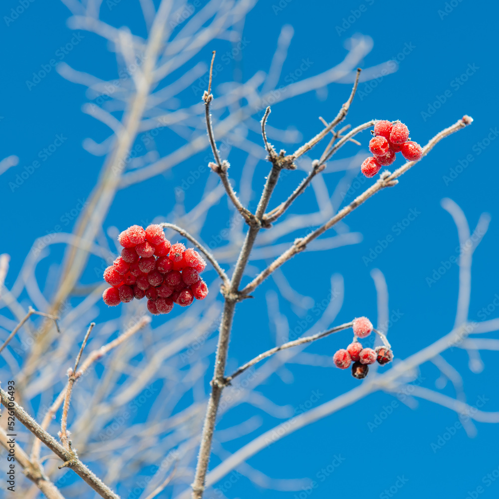 Frozen viburnum berries against the blue sky. Frozen viburnum berries against the blue sky.