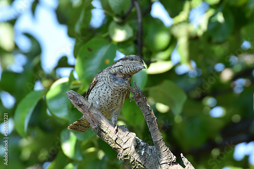 Eurasian wryneck bird sittin on the branch close up