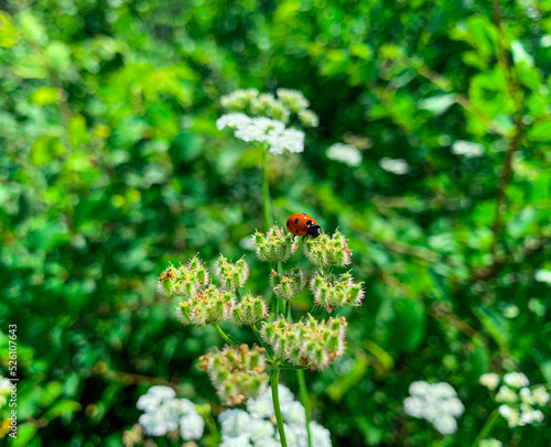 Ladybug sitting on a flowers of hedge parsley. Blurred green background. photo