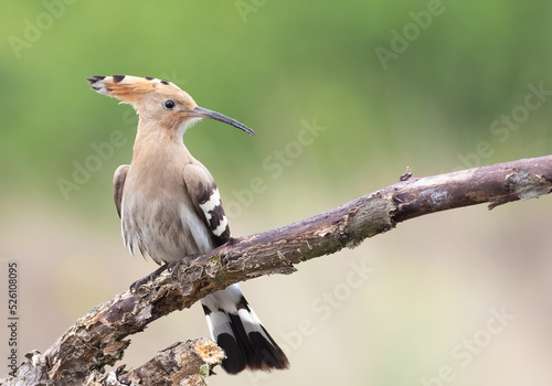 Eurasian hoopoe, Upupa epops. A bird sits on a dry branch on a blurry background