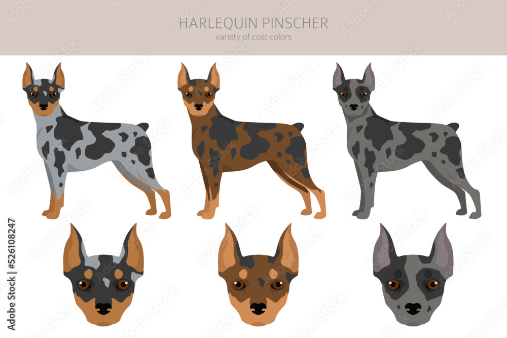Harlequin pinscher clipart. Different poses, coat colors set. Stock ...