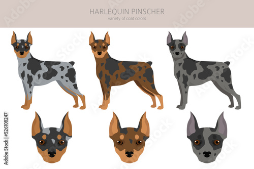 Harlequin pinscher clipart. Different poses, coat colors set.