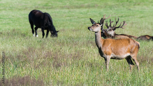 Female red deer with stags and black horse at grazing in summer meadow. Cervus elaphus. Wild animals group on forest clearing. Reddish hind and harts with antlers in background on green grass pasture. © KPixMining