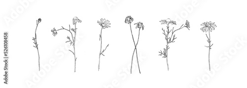 Hand drawn flower collection. Set of chamomile, daisy outlines. Black isolated plants sketch vector on white background. Herb wildflower decorative print elements
