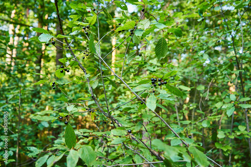 kruszyna ,krzew, Rhamnus frangula 