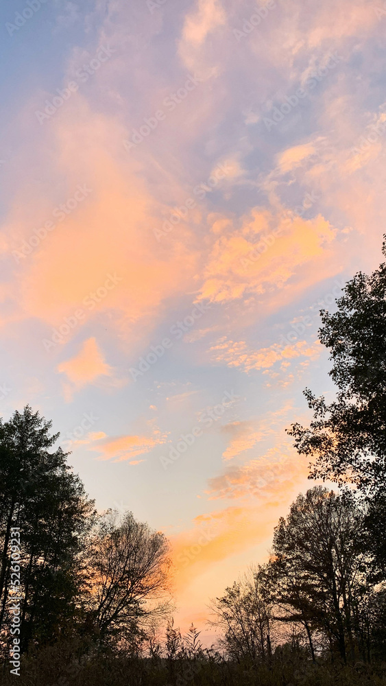 Real majestic sunrise sundown sky background with gentle colorful clouds and tree silhouettes Real majestic sunrise sundown sky background with gentle colorful clouds and tree silhouettes
