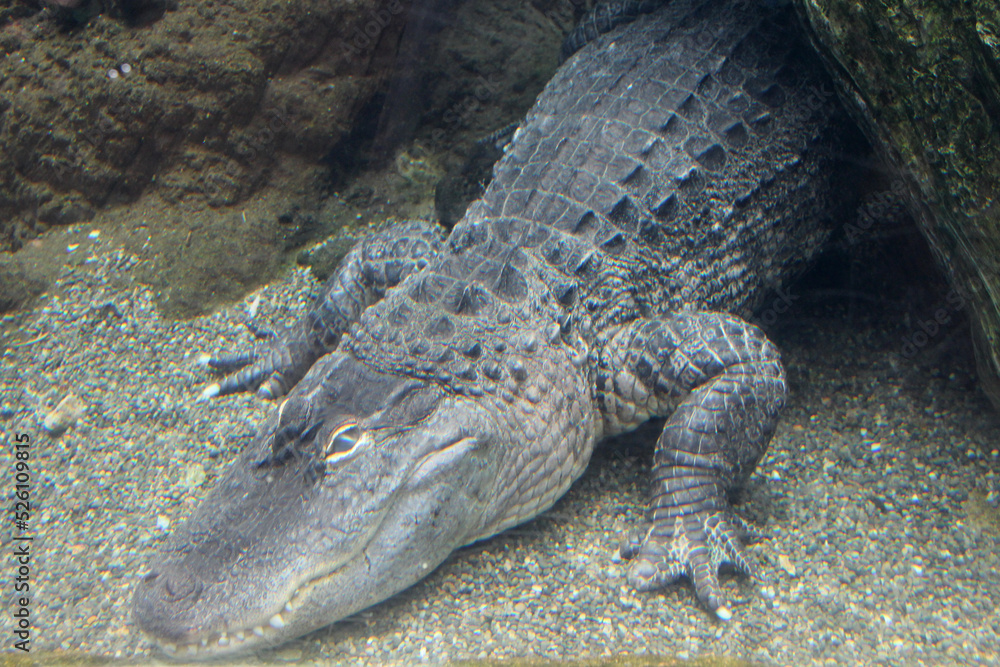 Obraz premium american alligator in a zoo in japan