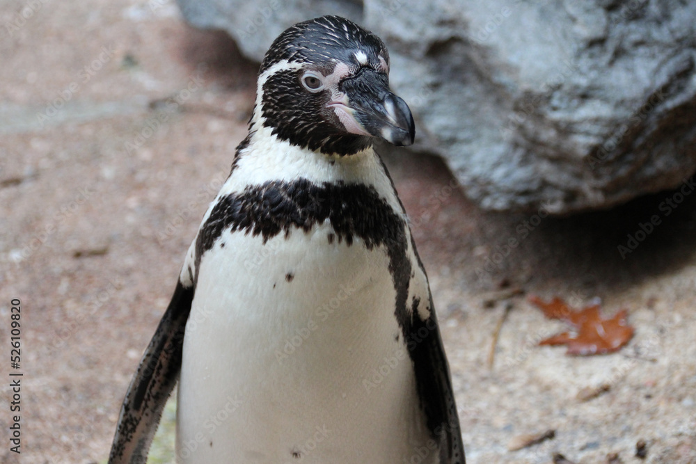 Fototapeta premium Humboldt penguin in a zoo in france