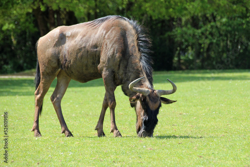 wildebeest in a zoo in france