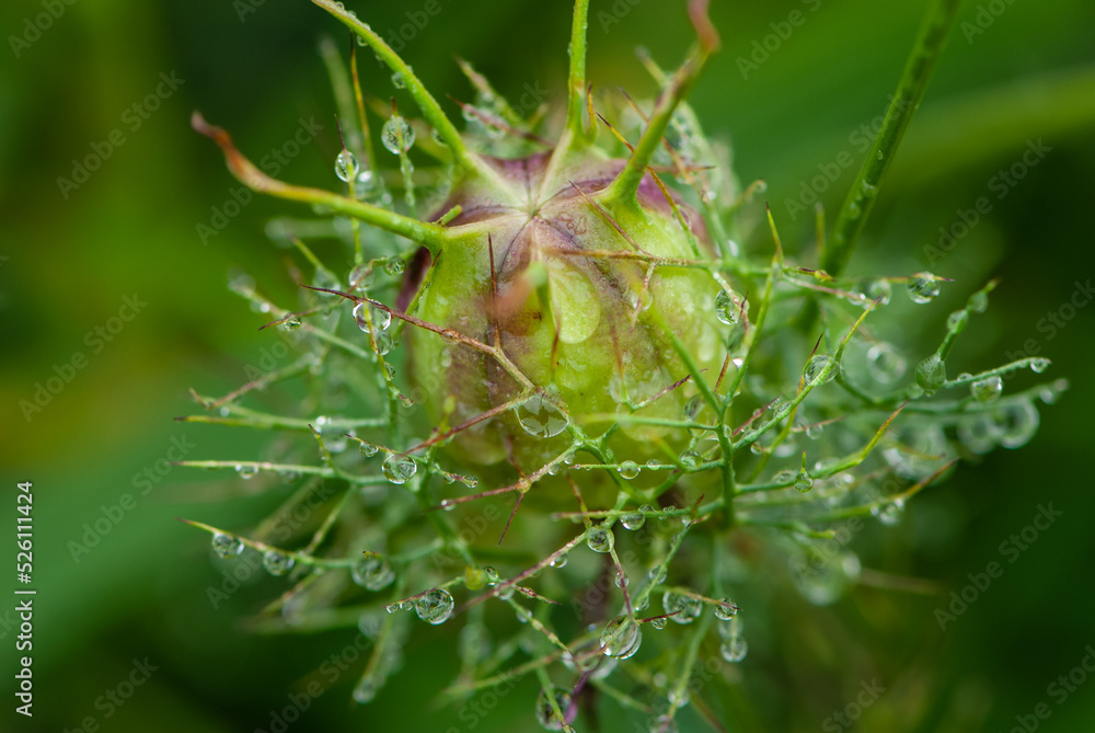 Wet seed capsule of nigella damascena in raindrops Wet seed capsule of nigella damascena in raindrops