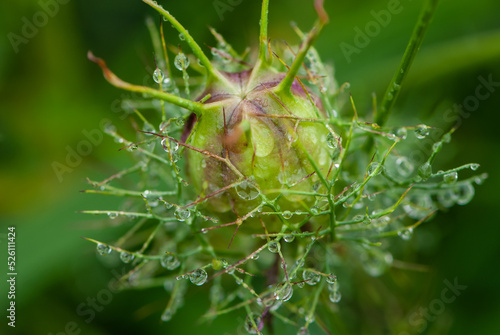 Wet seed capsule of nigella damascena in raindrops