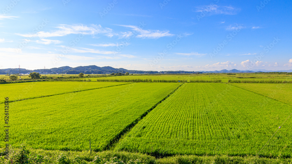 Korean traditional rice farming. Korean rice farming scenery. Rice field and the sky in, Gimpo-si, Gyeonggi-do,Republic of Korea.