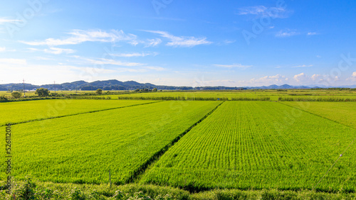 Korean traditional rice farming. Korean rice farming scenery. Rice field and the sky in  Gimpo-si  Gyeonggi-do Republic of Korea.