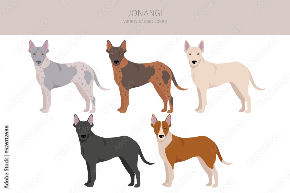 Jonangi dog clipart. Different coat colors set\