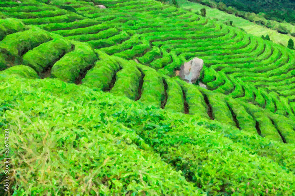 tea plantation tea plantation