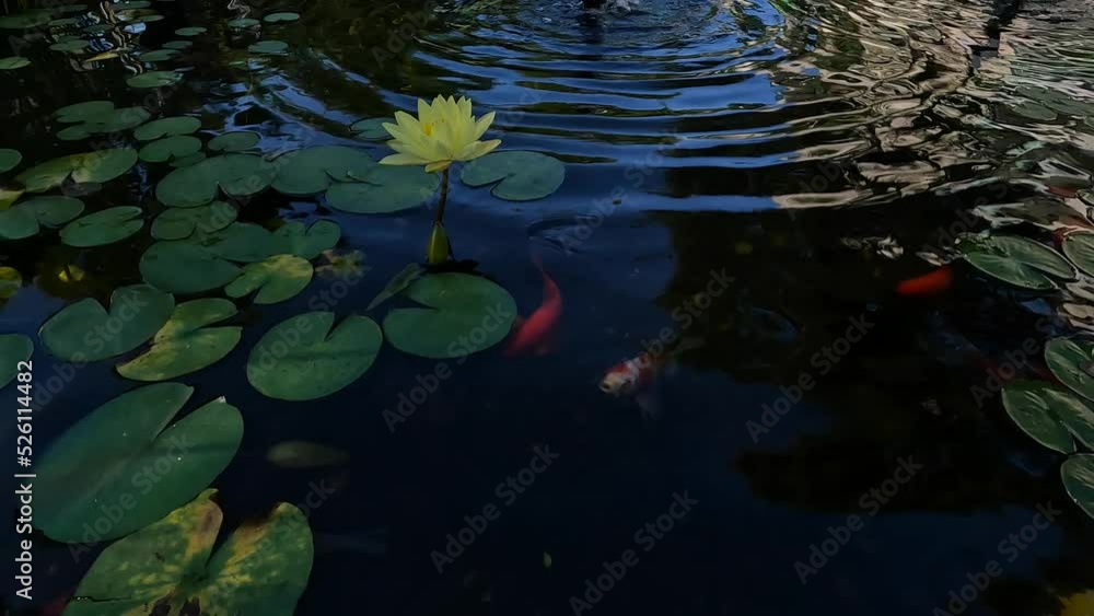 water lily in the pond water lily in the pond