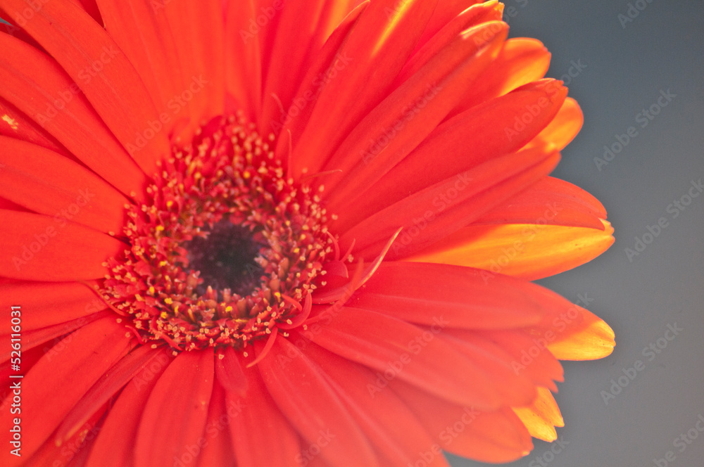 Gerbera arancione