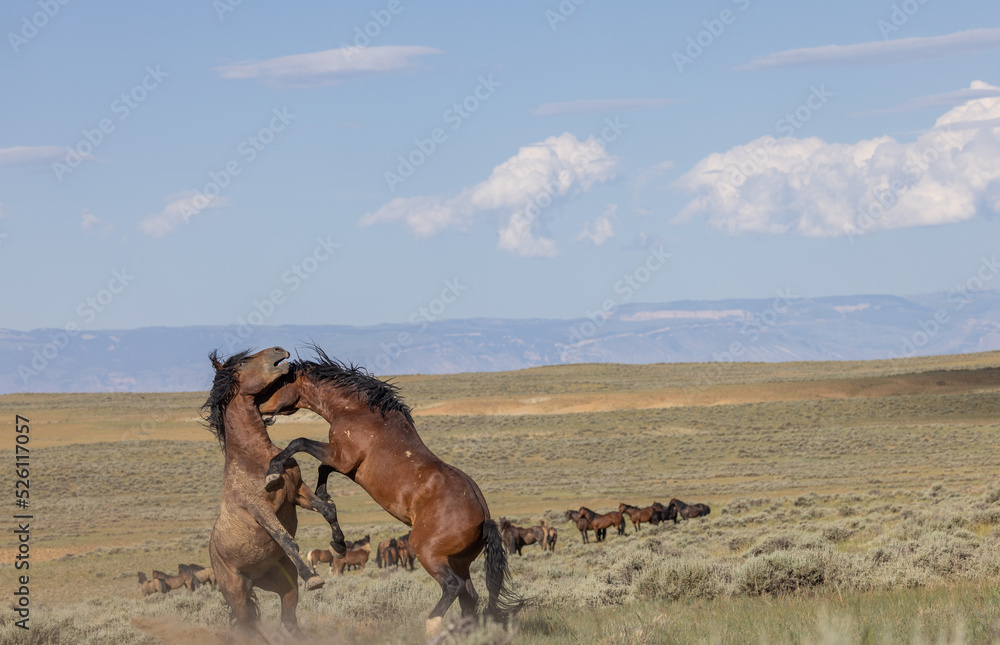 Obraz premium Wild Horse Stallions Fighting in Summer in the Wyoming Desert