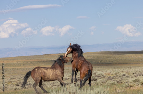 Wild Horse Stallions Fighting in Summer in the Wyoming Desert