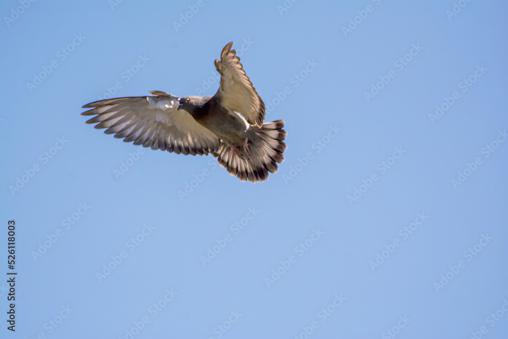 Obraz premium pigeon in air