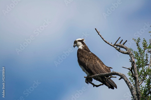 osprey perched watching for fish