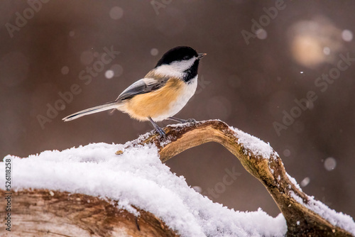 chickadee in winter coat on snow