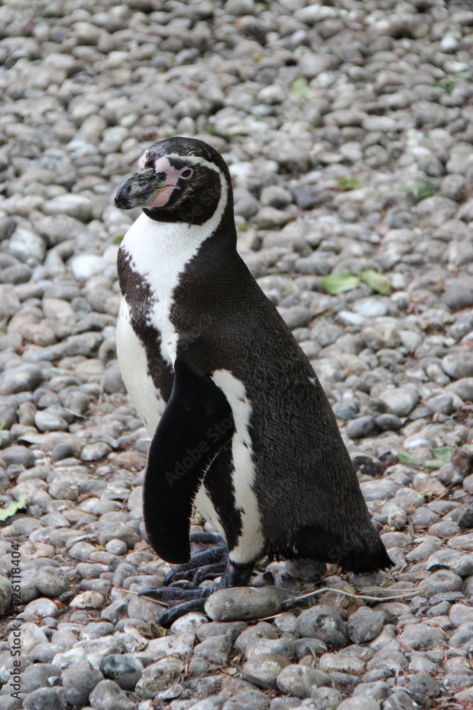 Fototapeta premium Humboldt penguin in a zoo in france