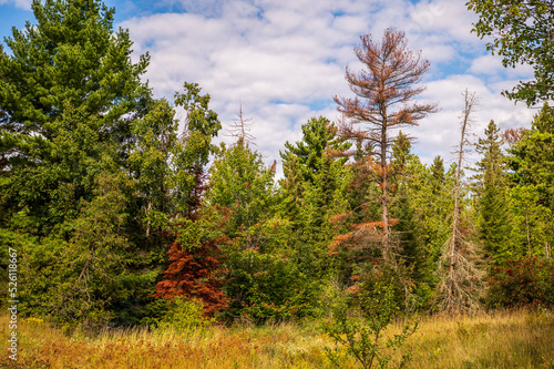 pine forest in autumn