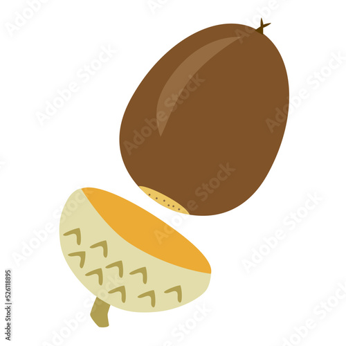 Brown acorn with cap removed. Cartoon-style illustration of an oak acorn. photo