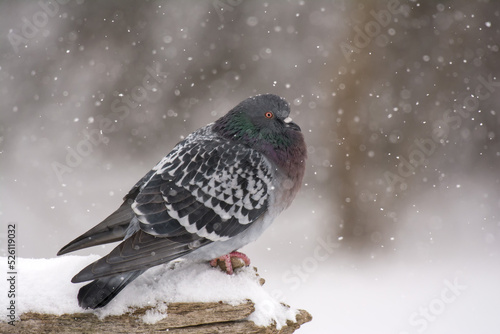 pigeon in snowy winter day © jamie