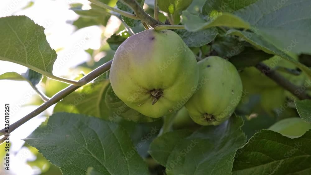 Wild apples hanging on tree in contour light Wild apples hanging on tree in contour light