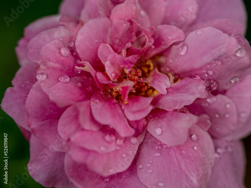 Delicate Claude Brasseur rose pollens and petals as nature background photo