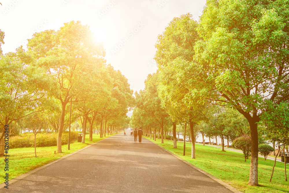 avenue of trees