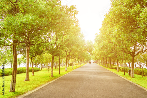 avenue of trees