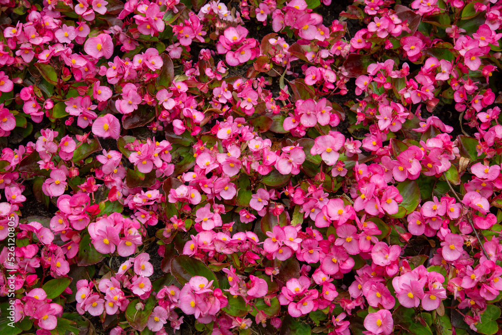 Background a flowerbed of small bright pink flowers on a bright sunny day, backgrounds. Flora plants flowers. Background a flowerbed of small bright pink flowers on a bright sunny day, backgrounds. Flora plants flowers.