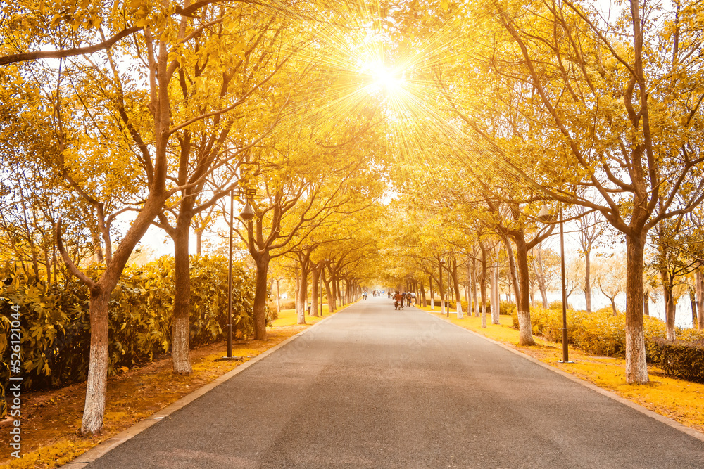 Fototapeta premium alley in the park