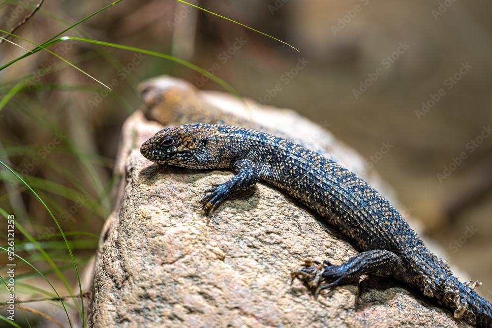 Cunningham's Spiny-tailed Skink (Egernia cunninghami) Cunningham's Spiny-tailed Skink (Egernia cunninghami)